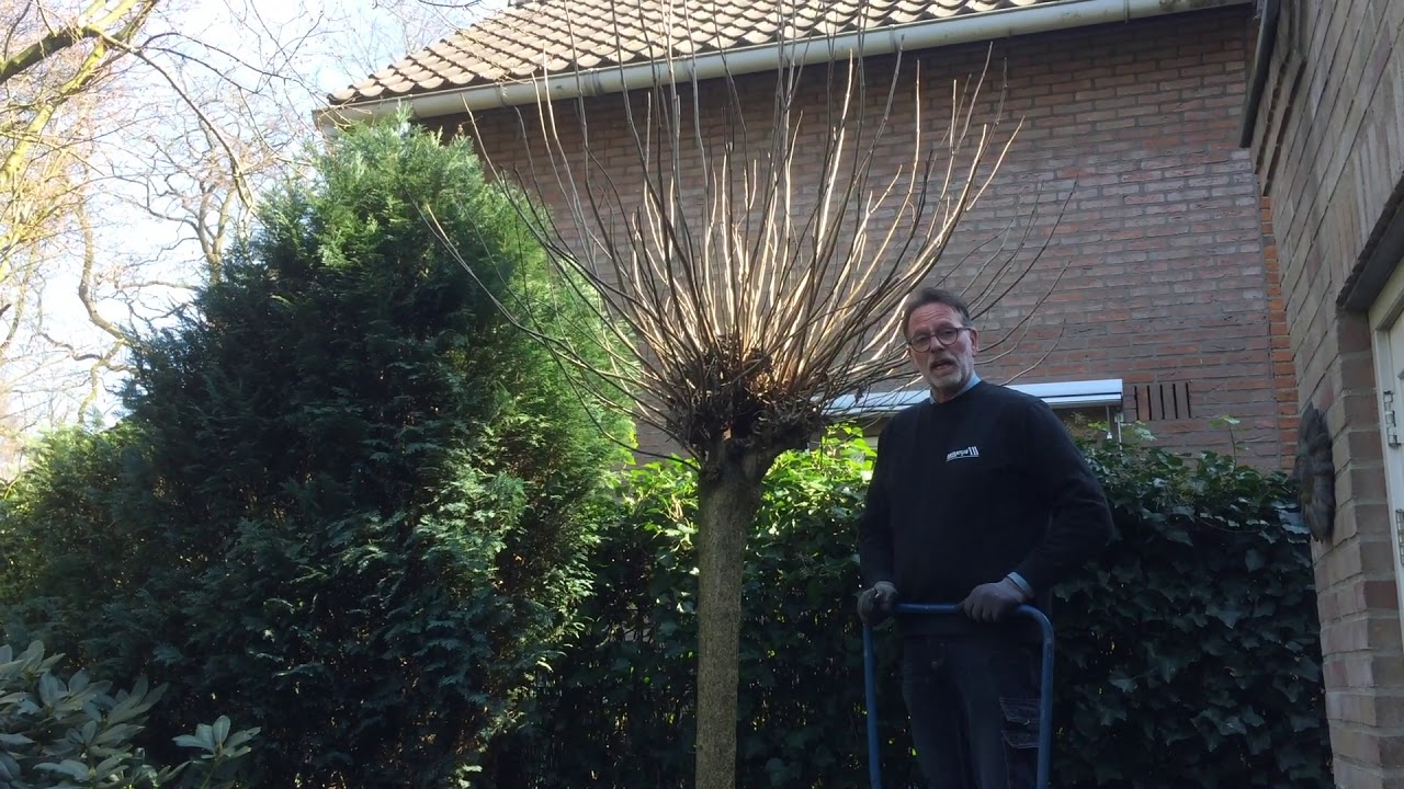 Hoe snoei je een Catalpa (Trompetboom) met een bolvorm?
