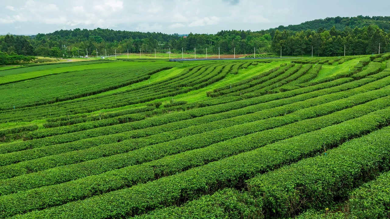 Ancient China's Deadly Tea Trading Route