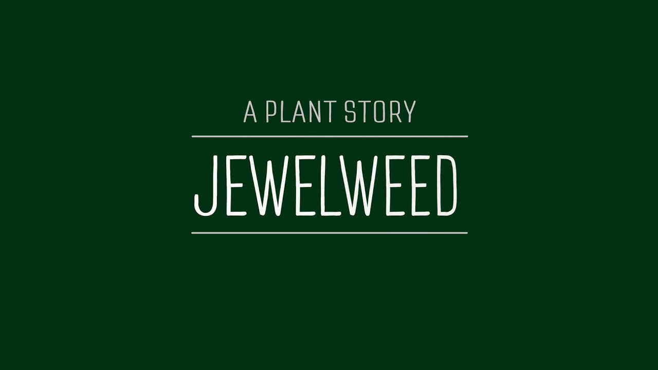 A Plant Story: Jewelweed