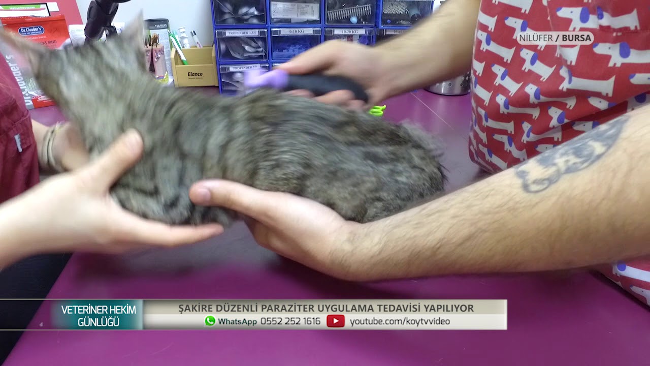 VETERİNER HEKİM GÜNLÜĞÜ - Nilüfer BURSA