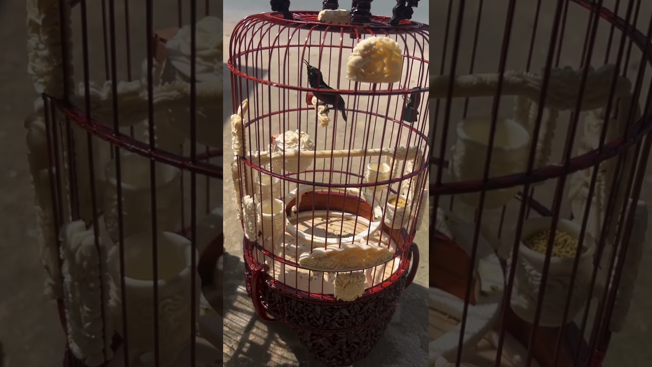 Hút mật 7 màu hót đấu