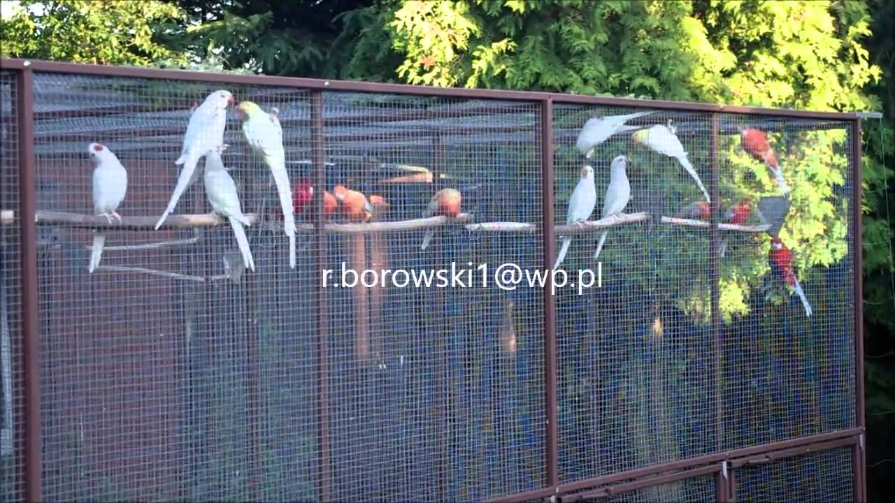 Woliera 2014