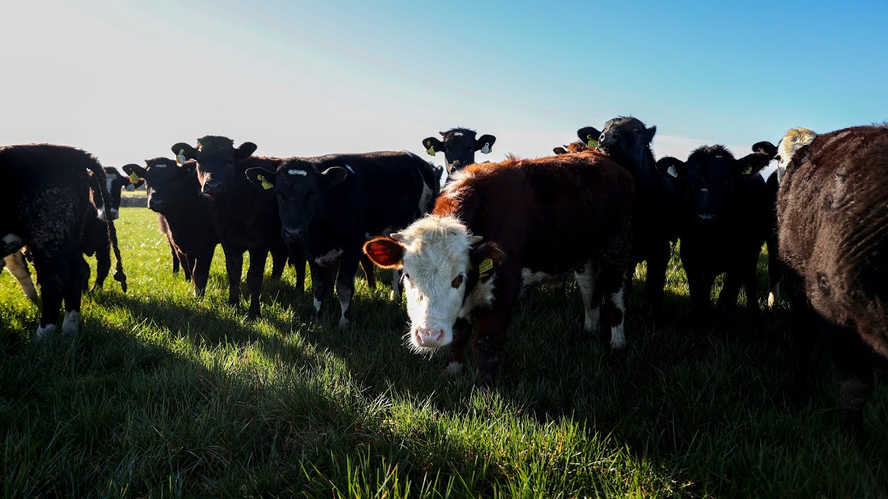 Farm to Fork: Gilligan's Farm
