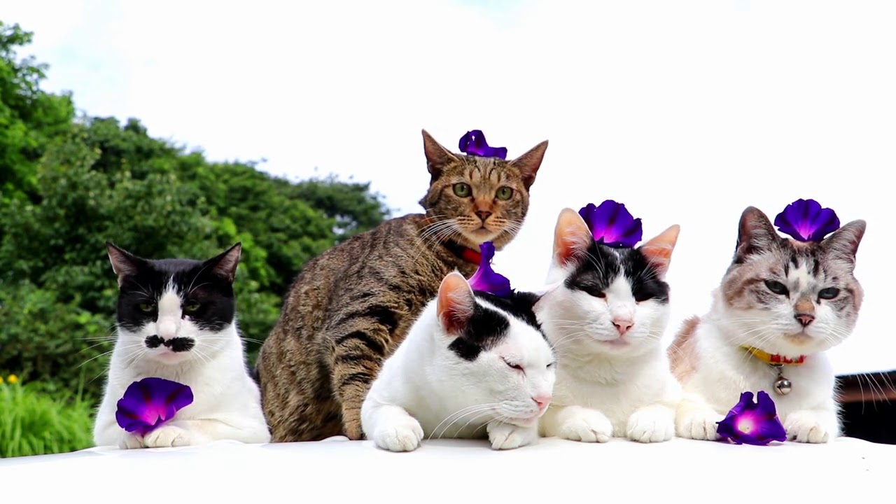 朝顔をのせた5匹の猫　200815