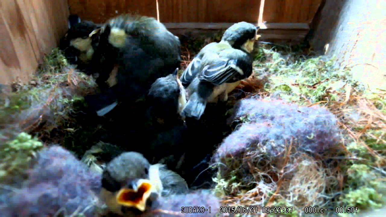 シジュウカラ　ヒナの成長　後篇
