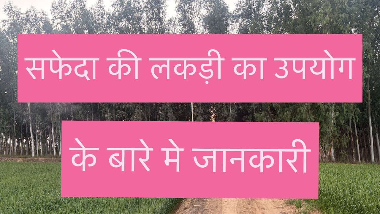 Sfeda(eucalyptus) Farming full information  सफेदा / नीलगिरी /की लकड़ी का उपयोग के बारे में जानकारी 