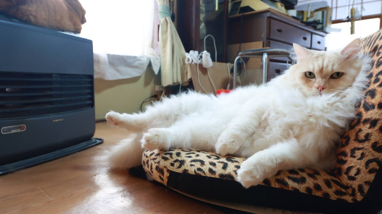 ファンヒーターの前で座椅子におすわりもふもふ　260219
