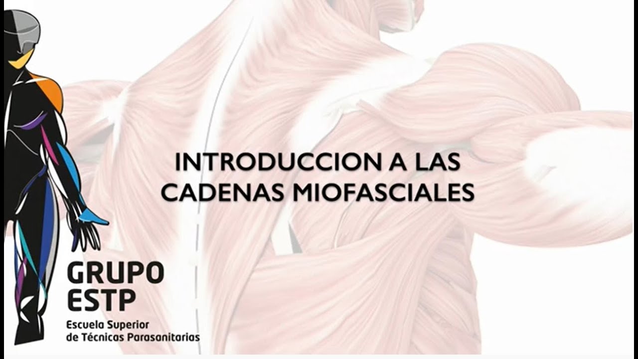 curso de INTRODUCCIÓN A LAS CADENAS MUSCULARES, escuela ESTP