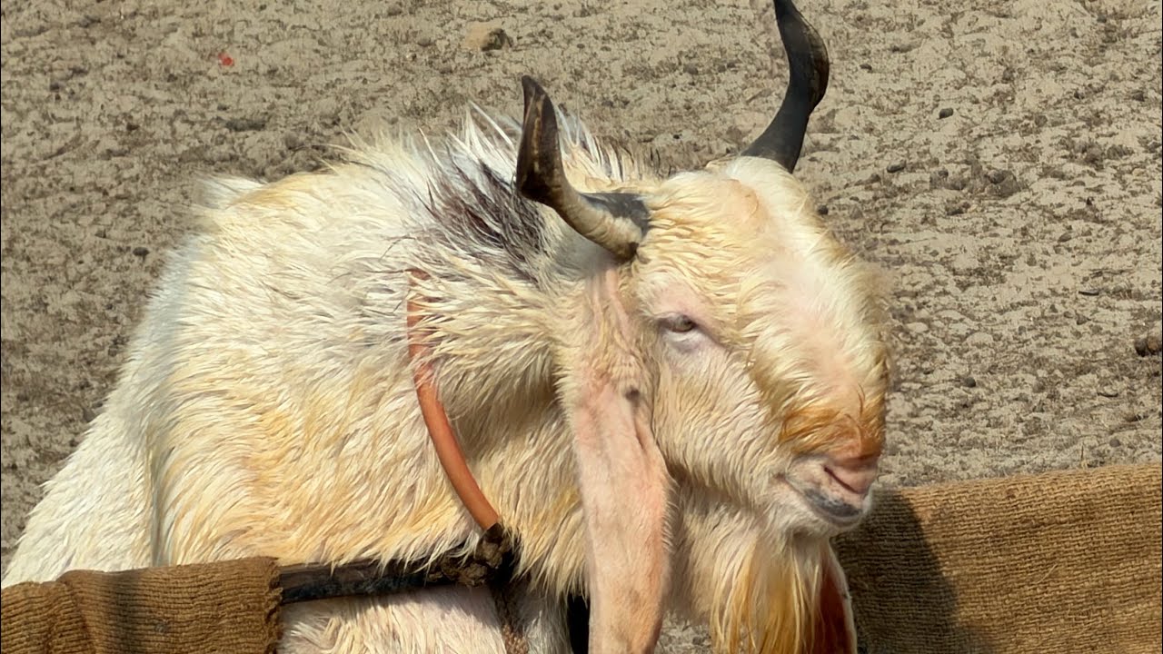 KOTE BAKRO KI KYA UPDATE HAI||SABRIGOATFARM DAILY VLOG