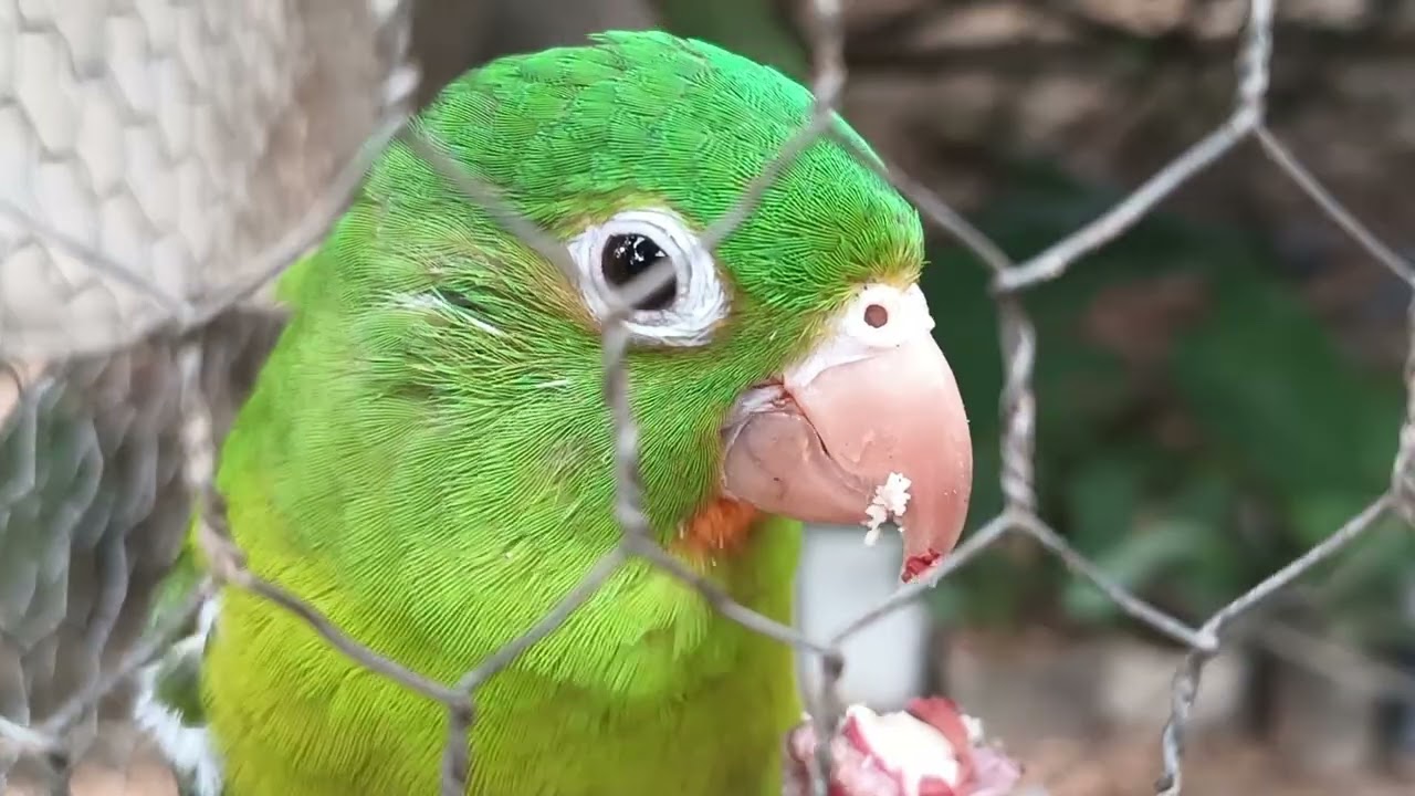 Al perico le gusta el cacahuate 