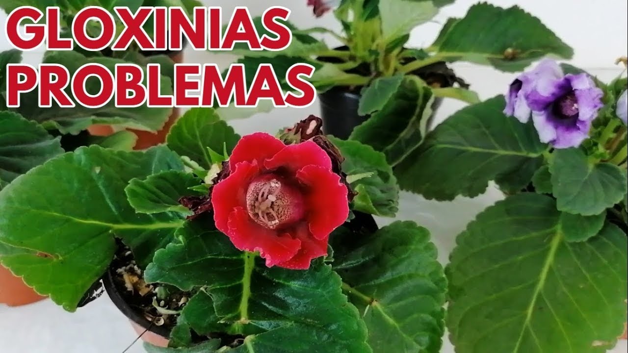 Gloxinias problemas comunes