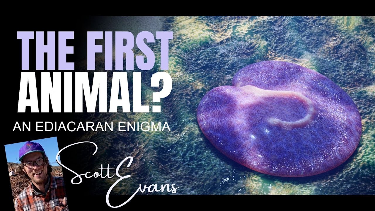 The First Animal? An Ediacaran Enigma - PROFESSOR SCOTT EVANS