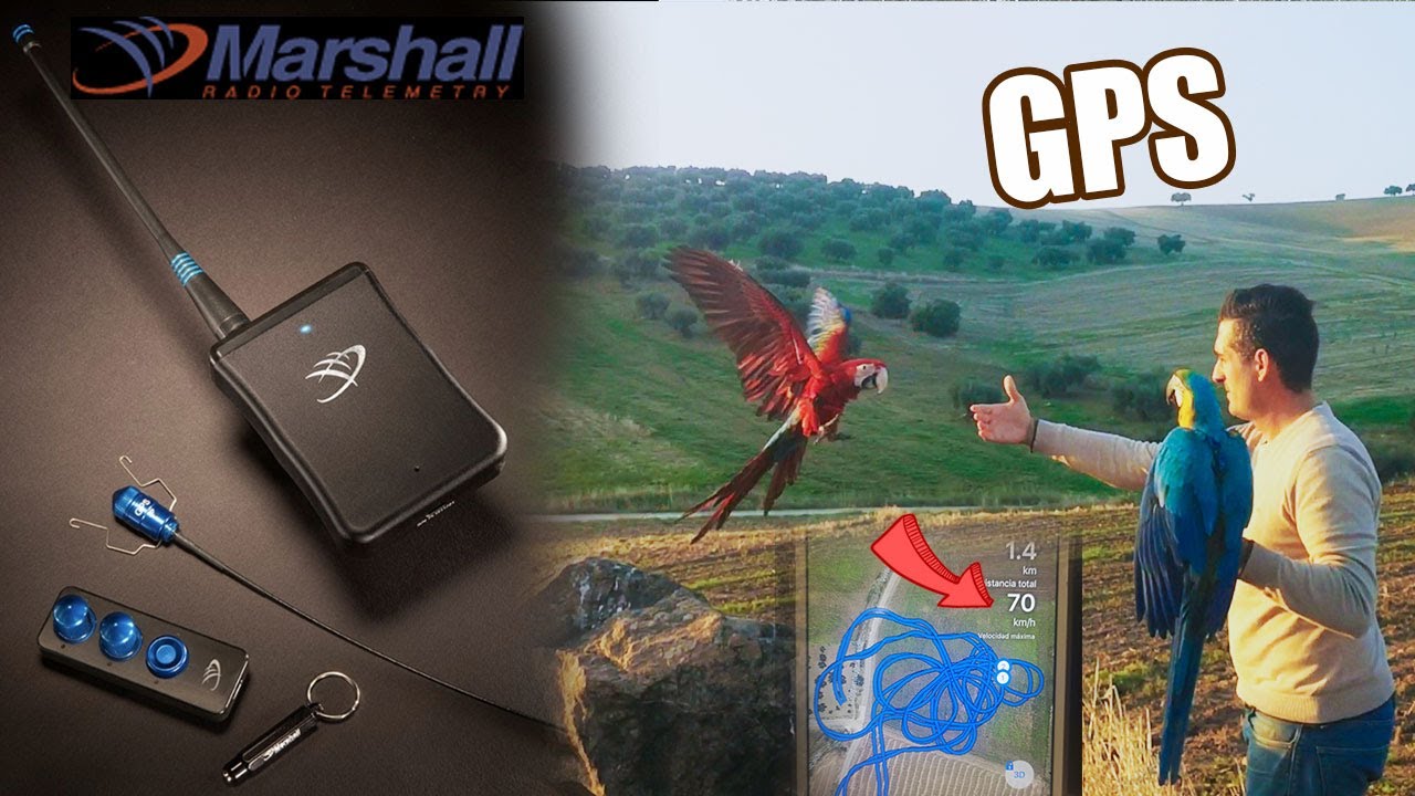 (MARSHALL)💪mejor GPS del mundo para LOROS,AGUILAS,HALCONES