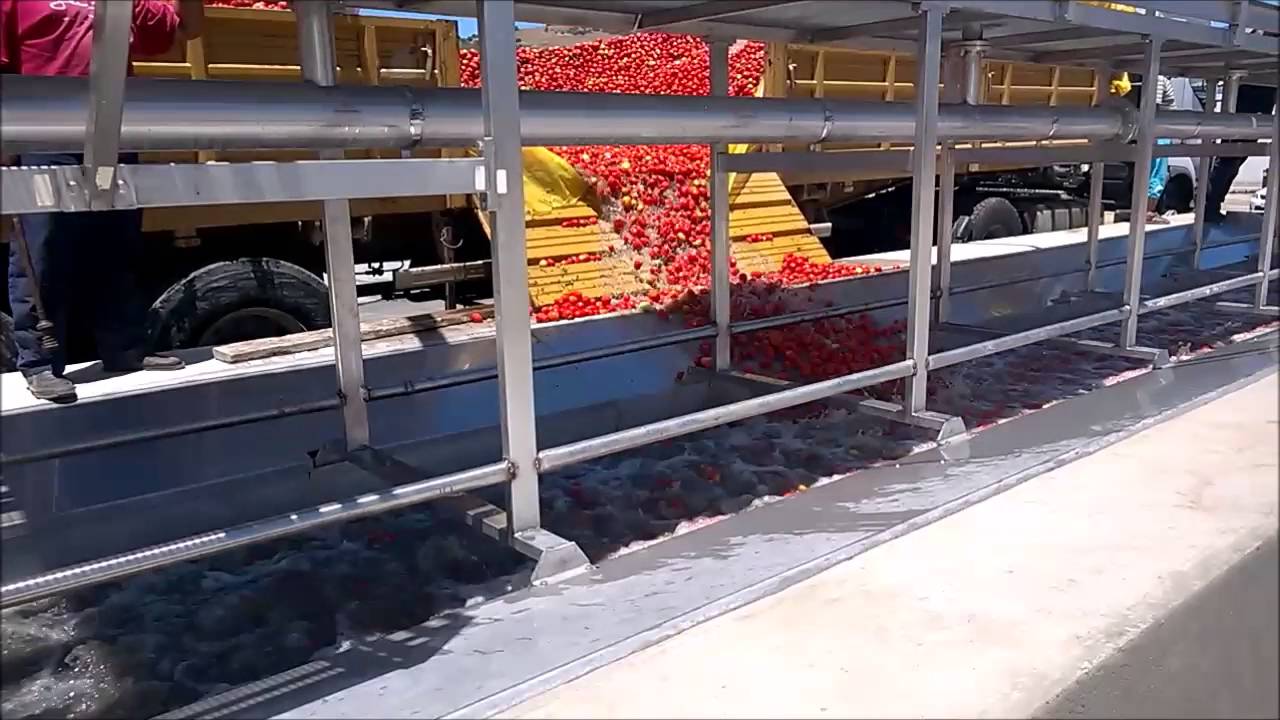 Linea Di Lavaggio del Pomodoro