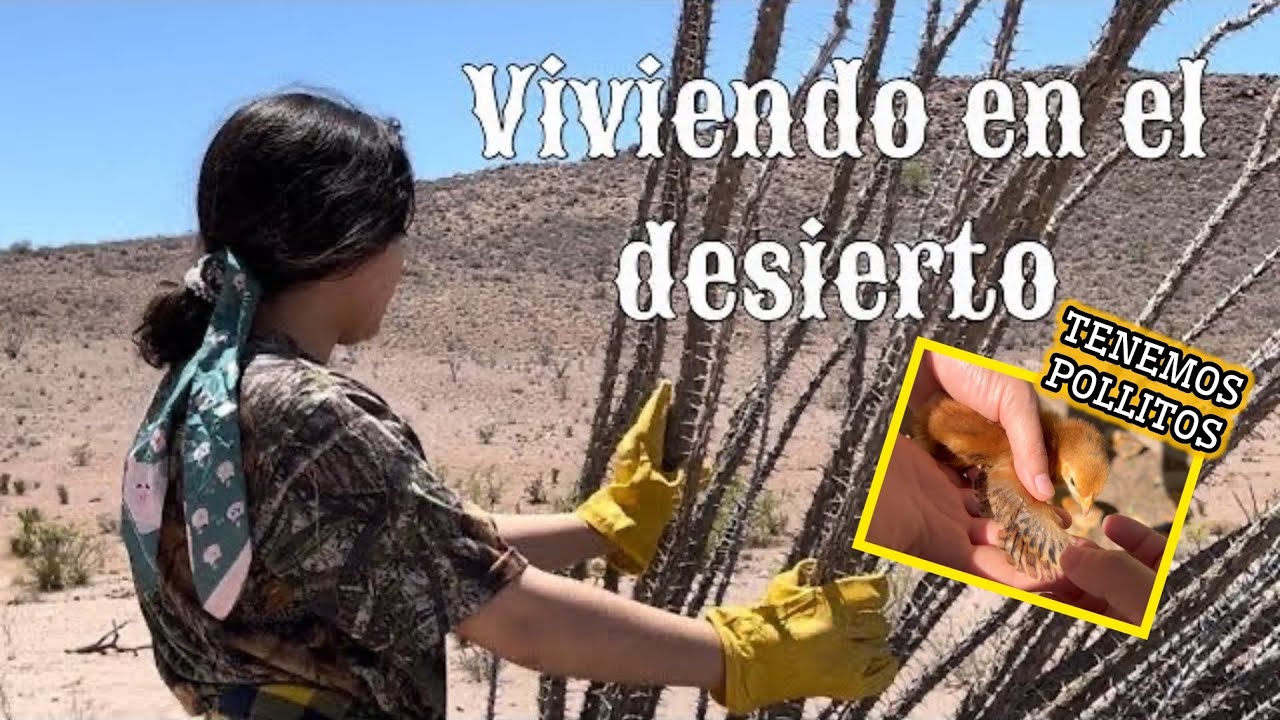 60~RESCATANDO OCOTILLOS🔥TENEMOS POLLITOS🐥VIDA EN EL DESIERTO🌵#ocotillo #rancho #vlog