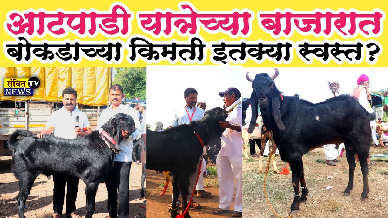 बोकडाच्या किमती इतक्या स्वस्त? आटपाडी यात्रेच्या बाजारत बोकडाच्या किमती व कॉलीटी कशी आहे पहा?
