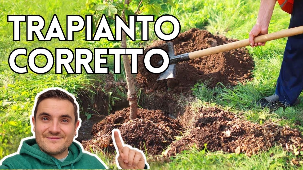 TRAPIANTO COME E QUANDO FARLO (ANCHE FUORI STAGIONE)