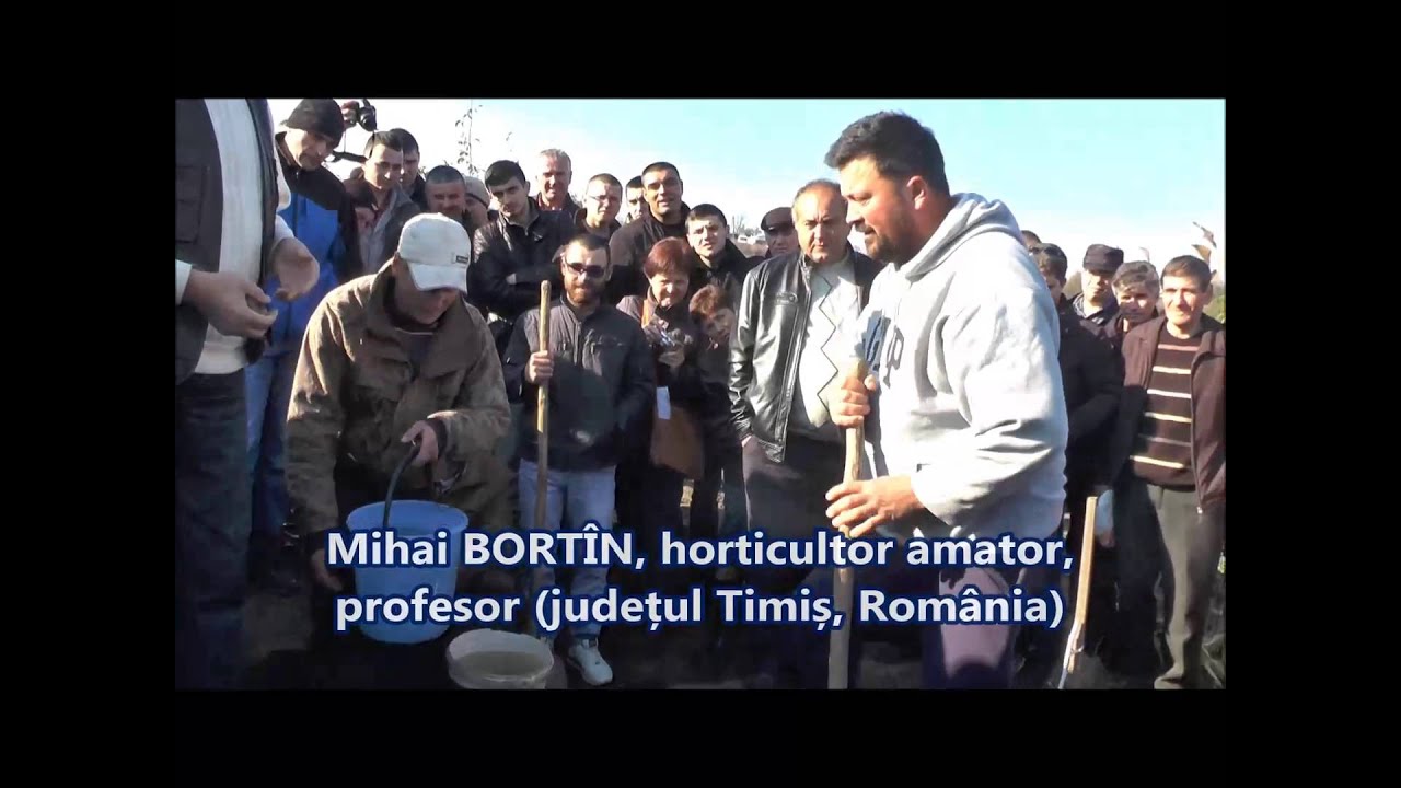 Plantarea nucului dupa &bdquo;metoda Kiktenko&rdquo;