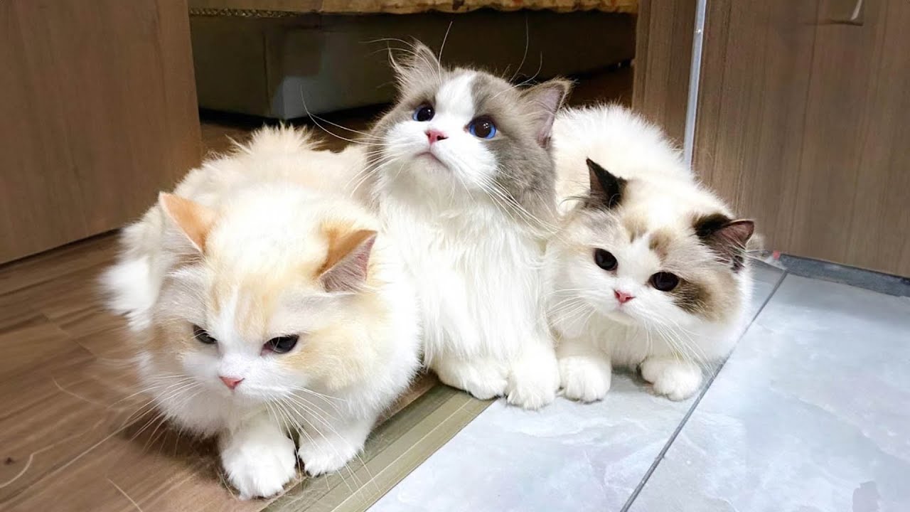 12 Hours Of Relaxing Music for Cats 😻Soothing Music for Sleep, Stress Relief