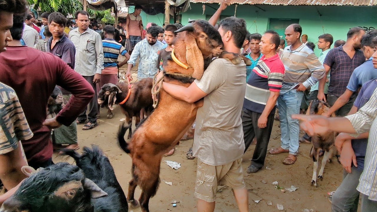 🐐🐐 ঐতিহ্যবাহী পাঠা ছাগলের বাজার রাঙ্গুনিয়া রোয়াজারহাট