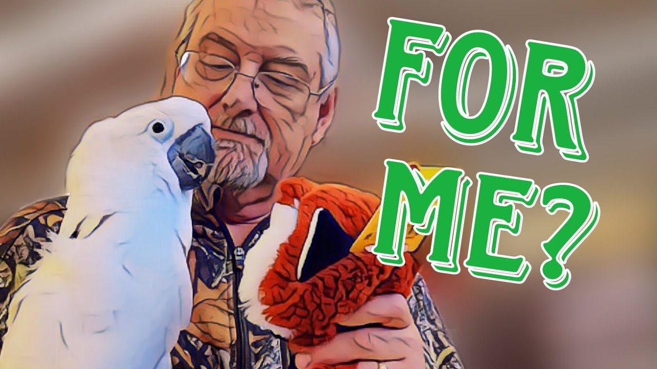 Which Toy At Petsmart Will Onni Cockatoo Choose For Nico The Puppy?