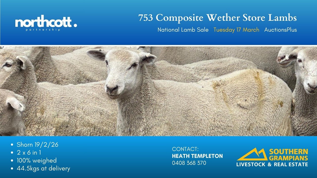Northcott - 753 Composite Wether Store Lambs - AuctionsPlus - Tue 17 March 2026 - National Lamb Sale