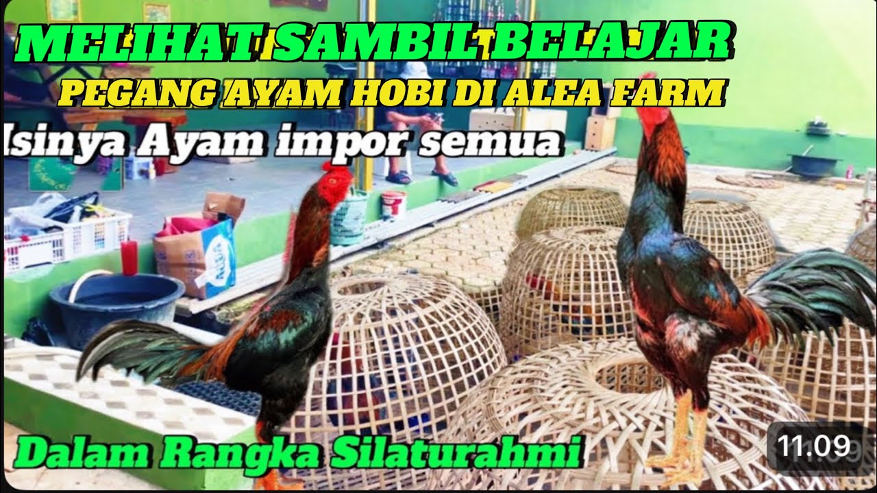 Melihat Sambil Belajar Memegang Ayam Impor Berkualitas Di Alea Farm