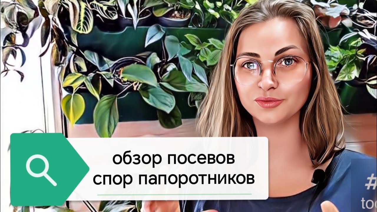 обзор посевов спор папоротников