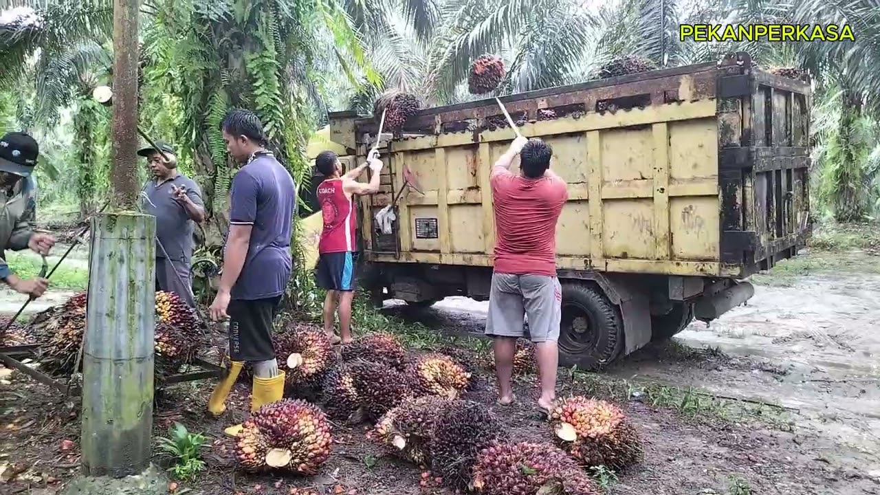 Hanya Canter yang Bisa ?! Medan yang Ekstrim dengan Muatan Over, Armada Canter Andalan Petani Sawit