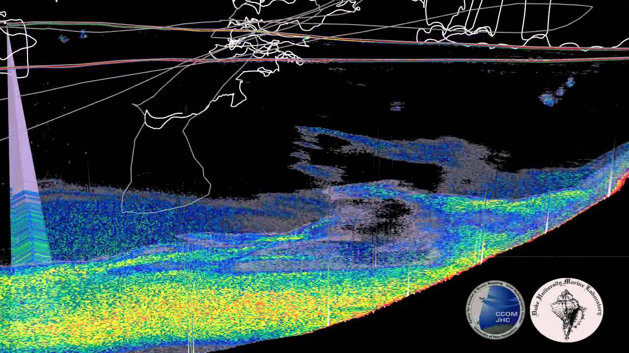 Visualizing whale data and sonar data together in a 3D environment