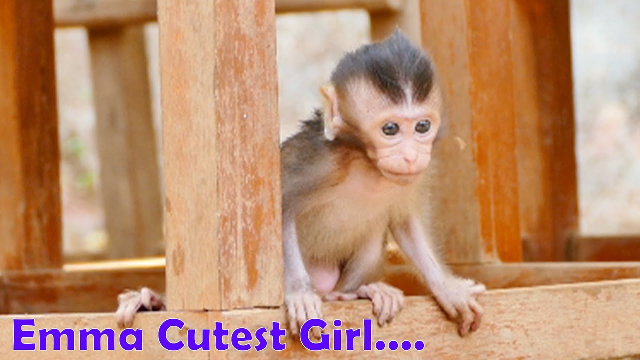 Little Princess Emma of Mommy Emila Monkey Is Very Nice And Lovely - She Bravely Jumps To Sit On Mom