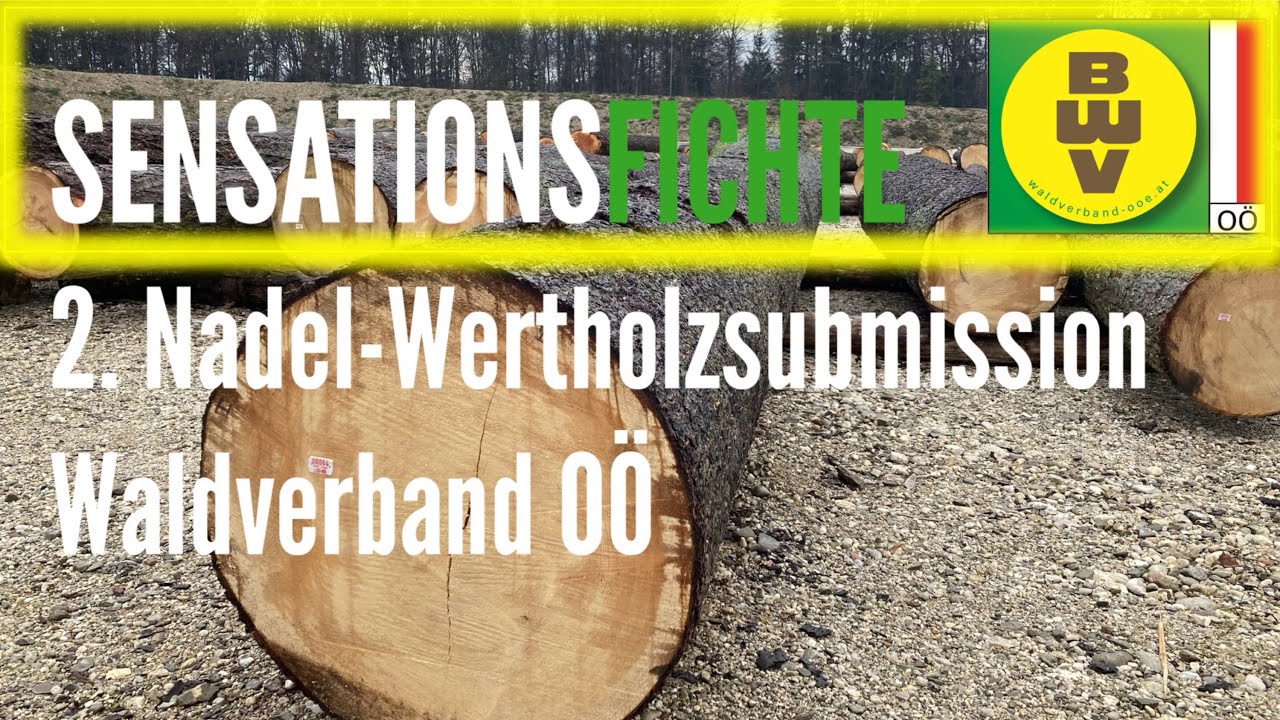 SENSATIONSFICHTE 2. Nadel-Wertholzsubmission Waldverband OÖ