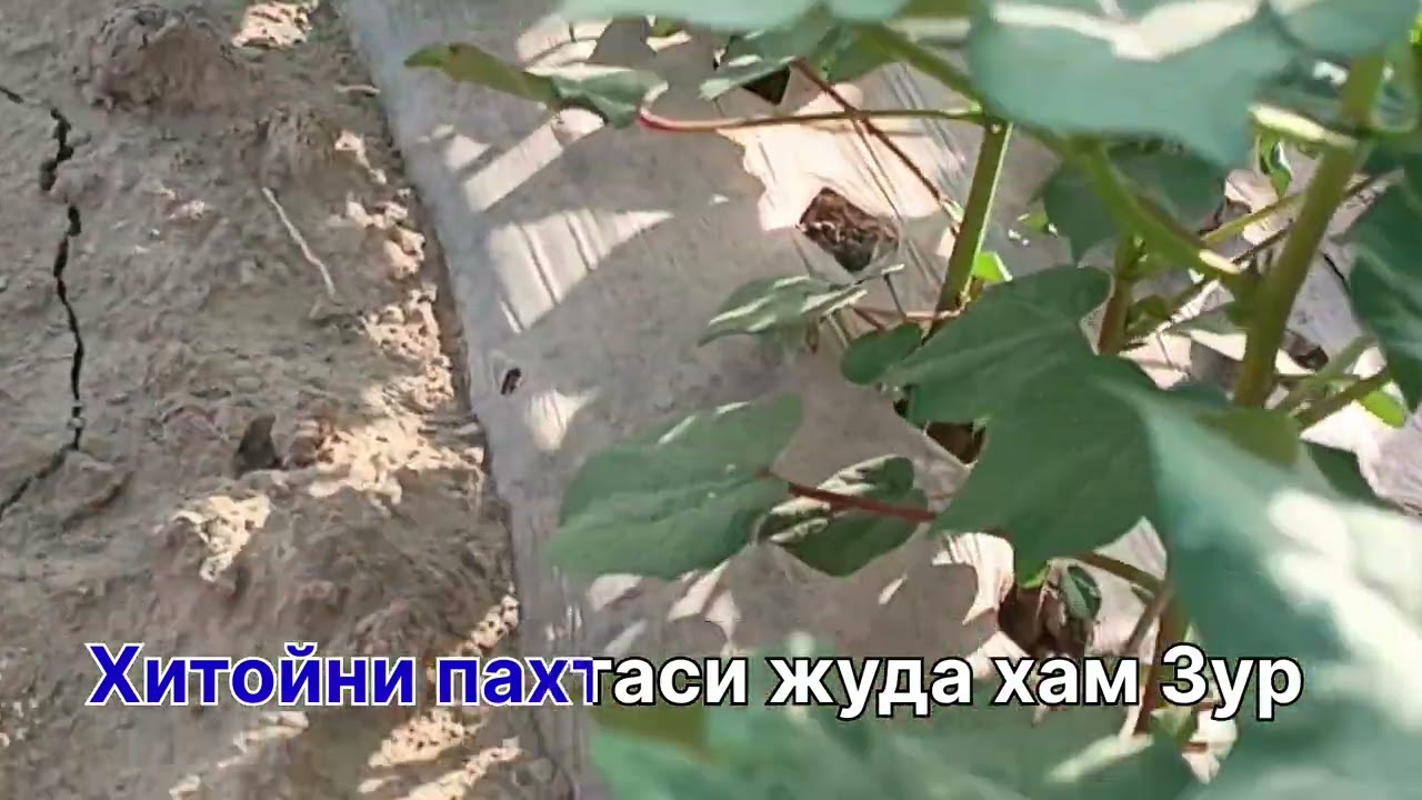 хитойларни пахта эридамиз жигарлар падешкаларинг керак