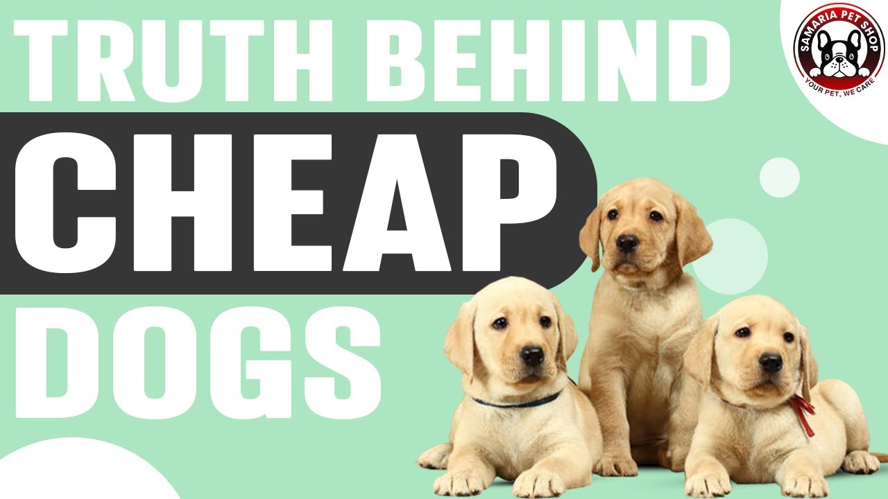 Truth Behind Cheap Dogs | Free Dogs | Dog Adoption Methods | Samaria Pet Shop