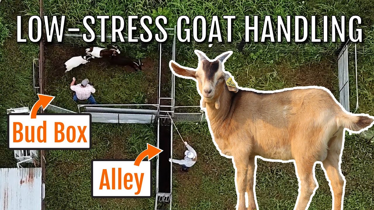 Low-Stress Goat Handling with A Bud Box!