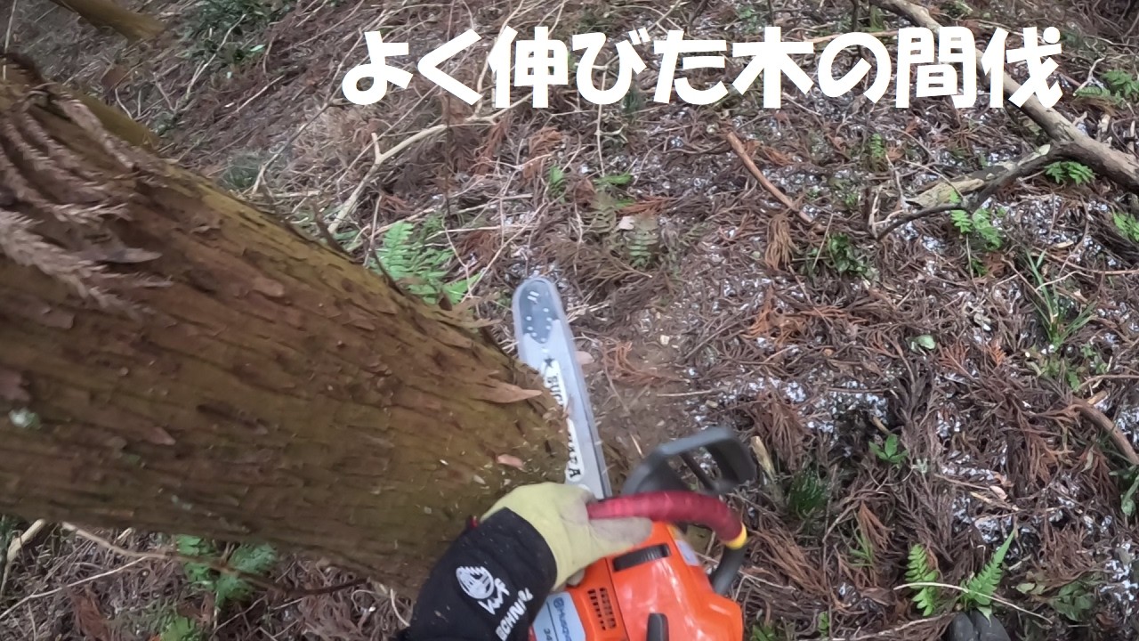 よく伸びた木はよく掛かる間伐