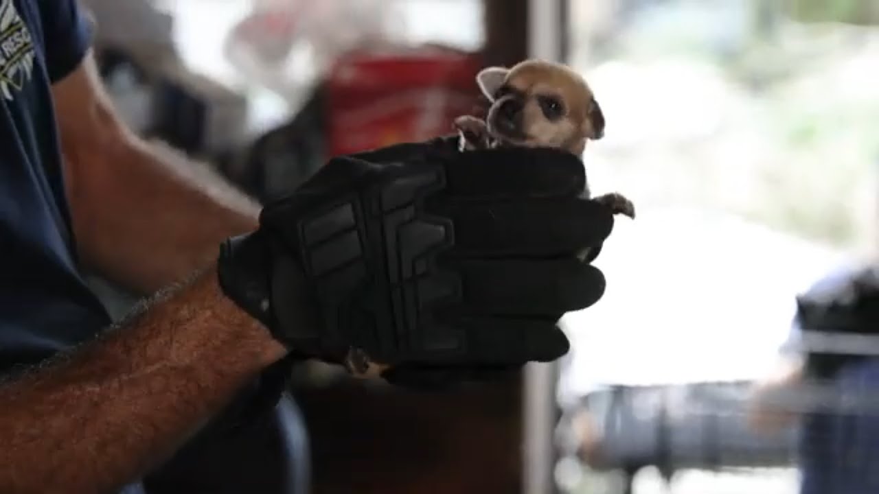 Operation Harvest Moon - the rescue of 140+ small dogs and a single kitten