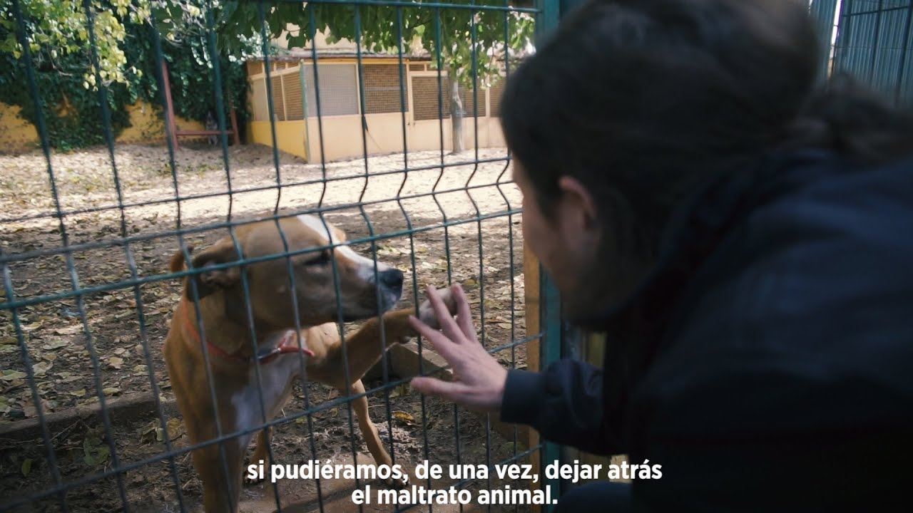 Acabar con el maltrato animal nos engrandece como sociedad