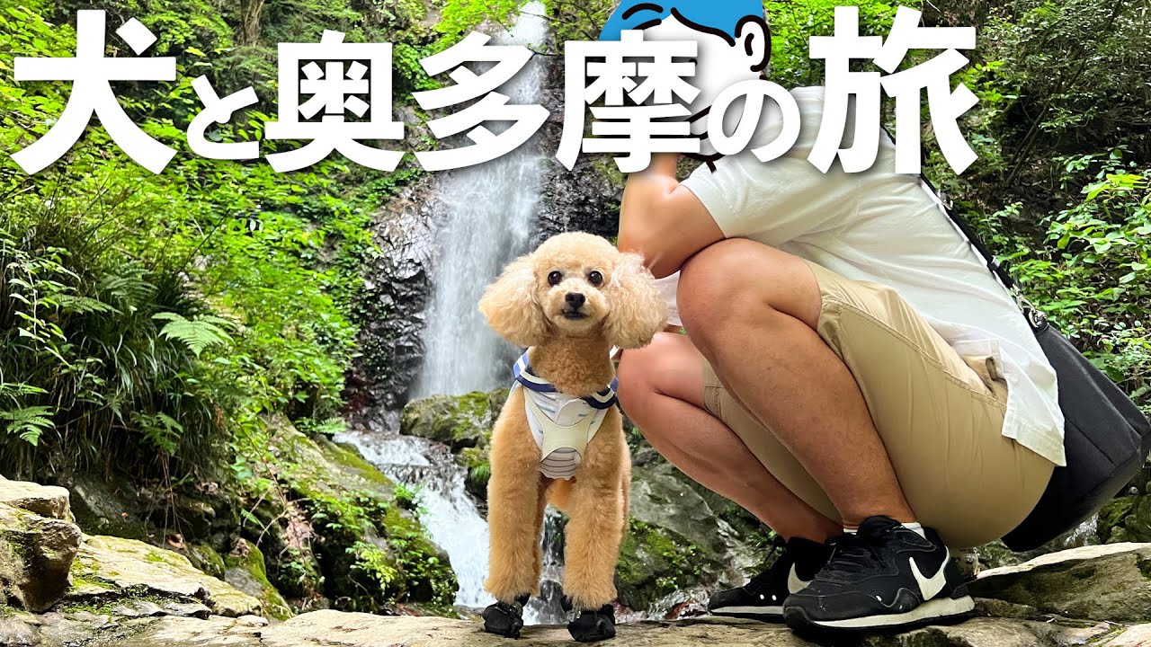 【犬とお出かけ】初めての山登りにワクワクが止まらない愛犬