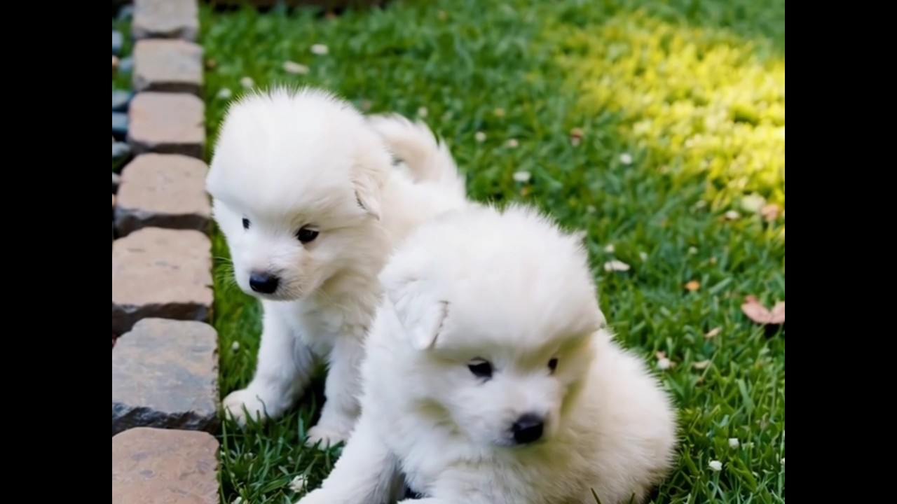 Adorable samoyed puppies #BabyAnimals