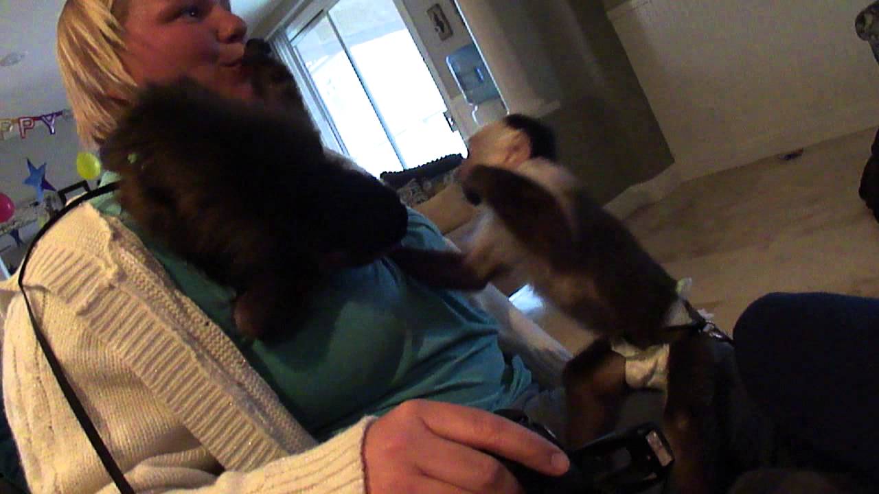baby monkey nala plays with spanky the baby monkey