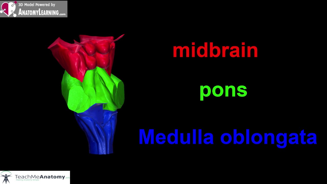 נוירולוגיה גזע המוח brain stem