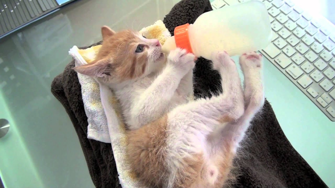 哺乳瓶をもつ子猫 / Kitty cat drinks milk from baby bottle on his own!