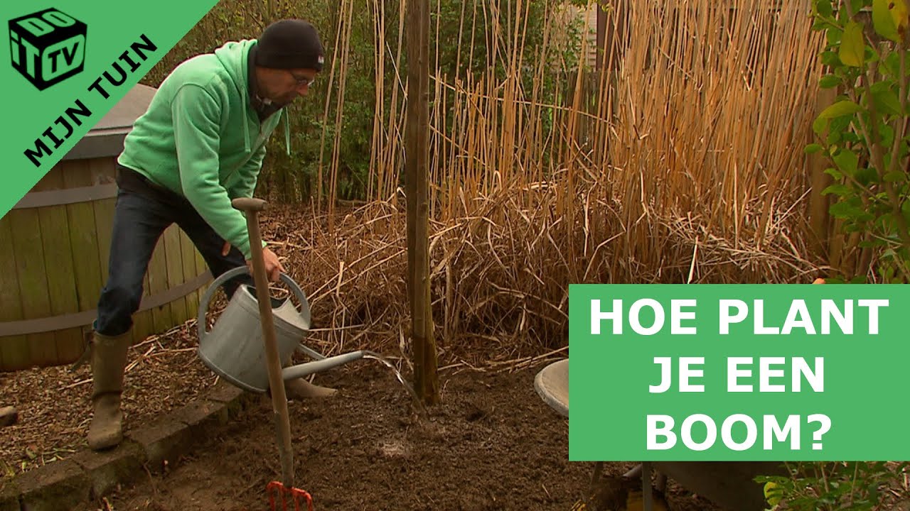 Hoe plant je een boom? | Mijn tuin