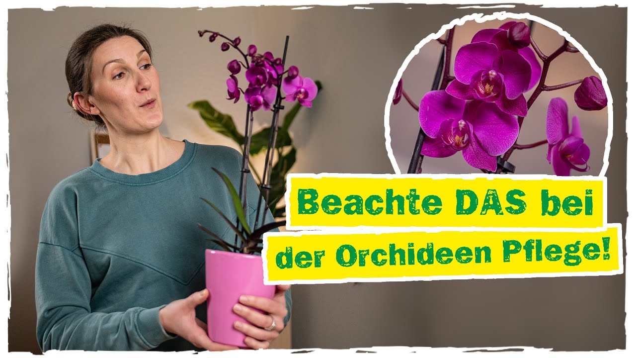 ORCHIDEEN PFLEGE: Umtopfen, Schneiden, Standort & mehr 🌸