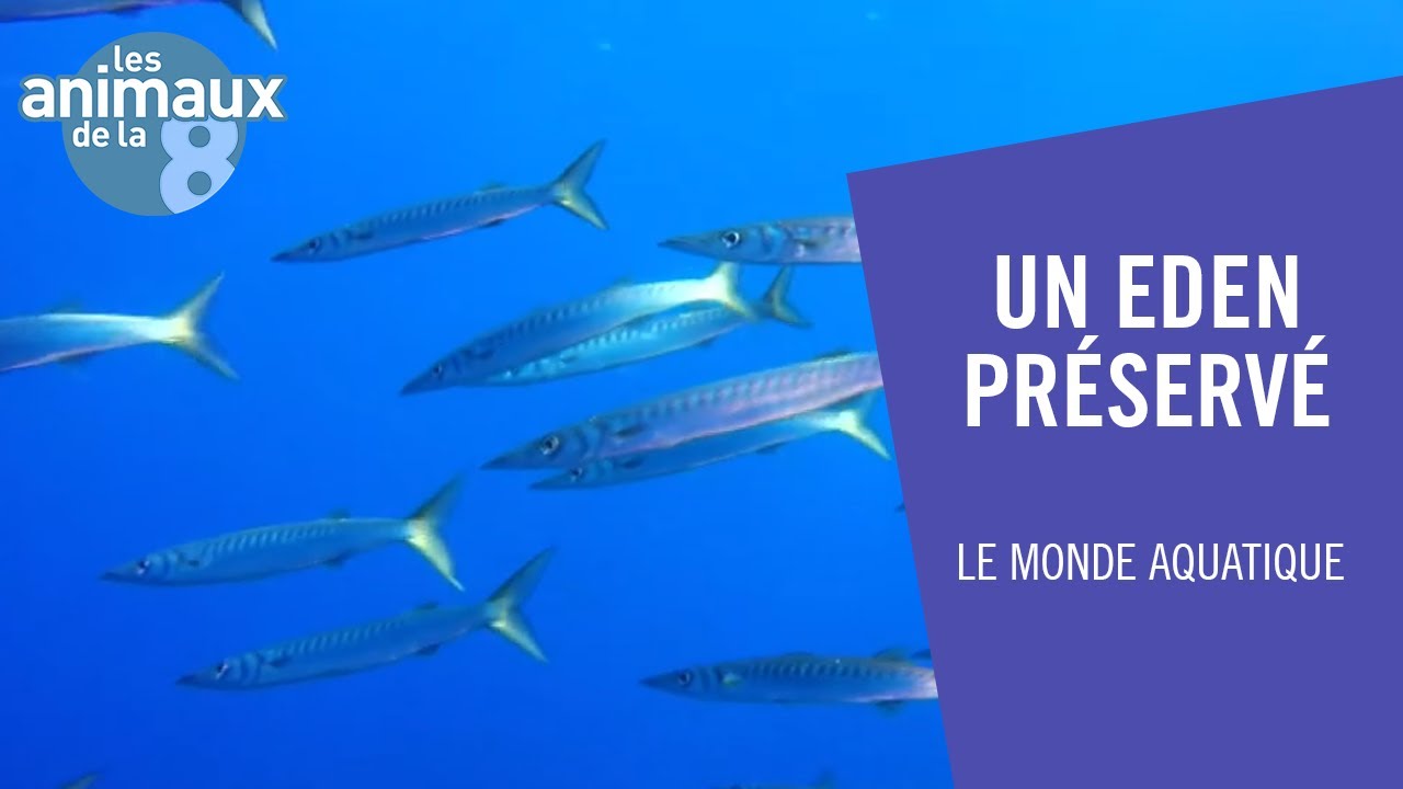 La réserve naturelle de Minorque - Les Animaux de la 8