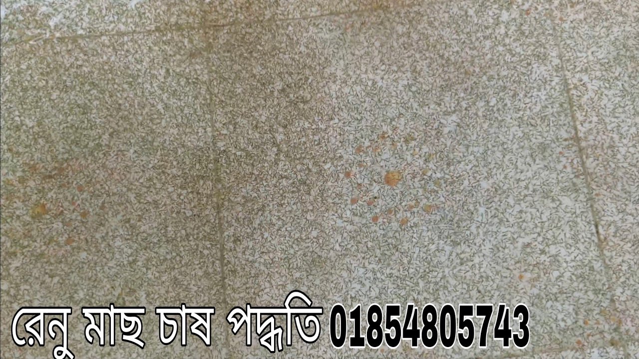 রেনু মাছ চাষ পদ্ধতি।| সকল প্রকারের রেণু মাছ || নতুন চাষীদের জন্য নিয়েম || টিকেট গ্ৰাস কাপ বাটা