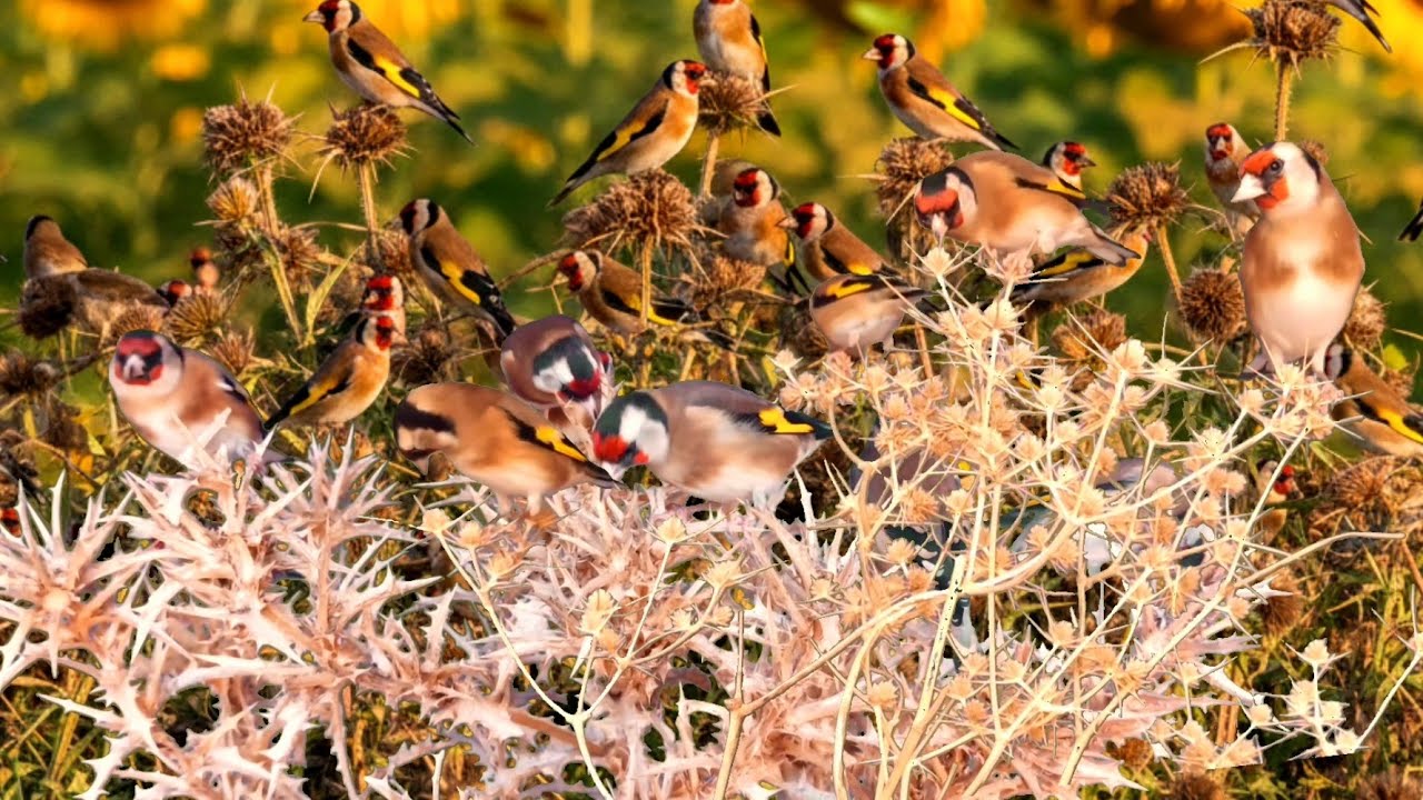 بتبتة حسون الشوك تحفيز الحسون على التغريد والهيجان علاج صمت الحسون goldfinch stimulation #birds 