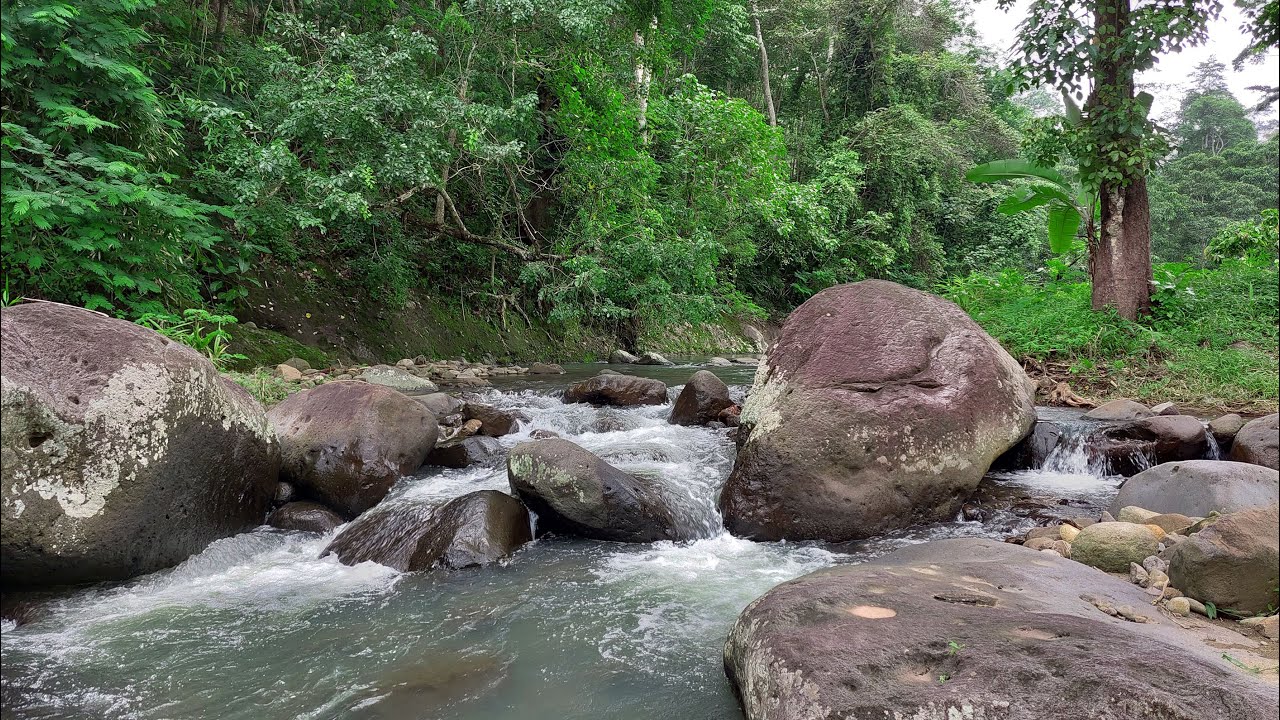 Calm Forest Stream Sounds in a Tropical Green Landscape | Peaceful Nature Audio