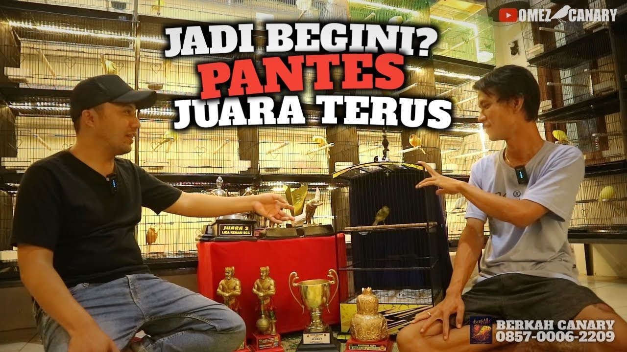 Mau KENARI MONCER TERUS seperti mas peyang? Belajar kenari bareng 17 menit